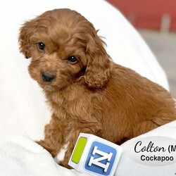 Colton/Cockapoo									Puppy/Male	/10 Weeks