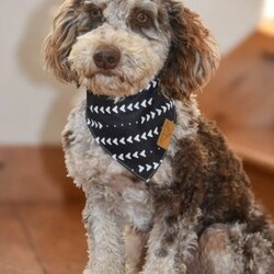 Chase/Labradoodle									Puppy/Male	/8 Weeks,Hi! I’m the dazzling, chocolate merle F1B medium labradoodle you’ve been looking for!! I’m all excited for adventures, swimming, running, hiking, and playing in the yard! But I also love lazy days with lots of cuddling! My warm, loving puppy eyes and soft curly coat will melt your heart!! Prepare to fall in love! I am loved and cared for by a small family, but I think your home seems right for me! You are welcome to come meet me and take me home or I am willing to travel to your home by delivery.