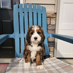 Carter/Bernedoodle									Puppy/Male	/8 Weeks,Carter is a handsome an loving bernedoodle he is very well socialized an loves to play with our children.he is up to date on vaccines an dewormer,he is vet checked an micro chipped an comes with a 1 year genetic health guarantee.call today to make him yours!