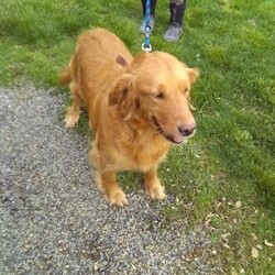 Ryder/Golden Retriever									Puppy/Male	/8 Weeks,Meet Ryder, an AKC Golden Retriever puppy with a friendly, easy going personality. He enjoys being around people, playing with toys, and spending time outdoors. He has been well cared for and is off to a great start, showing a willingness to learn and adapt to new environments. His calm, social nature makes him a good fit for families, individuals, or anyone looking for a dependable companion.