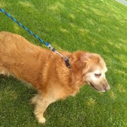 Ryder/Golden Retriever									Puppy/Male	/8 Weeks,Meet Ryder, an AKC Golden Retriever puppy with a friendly, easy going personality. He enjoys being around people, playing with toys, and spending time outdoors. He has been well cared for and is off to a great start, showing a willingness to learn and adapt to new environments. His calm, social nature makes him a good fit for families, individuals, or anyone looking for a dependable companion.