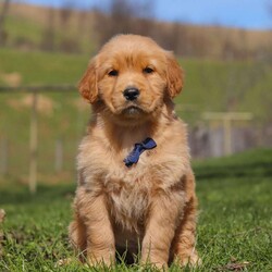 Ryder/Golden Retriever									Puppy/Male	/8 Weeks