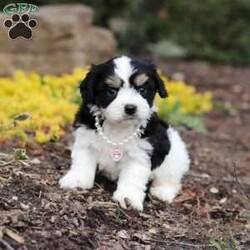 Queen/Cavachon									Puppy/Female	/6 Weeks,Say hello to Queen, our sweet little Cavachon girl! She’s got the softest coat and the most loving personality. Cavachons are a mix between a Cavalier King Charles Spaniel and a Bichon Frise, and they’re known for being super affectionate, gentle, and great with just about everyone.