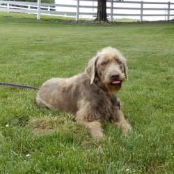 Chase/Labradoodle									Puppy/Male	/8 Weeks,Hi! I’m the dazzling, chocolate merle F1B medium labradoodle you’ve been looking for!! I’m all excited for adventures, swimming, running, hiking, and playing in the yard! But I also love lazy days with lots of cuddling! My warm, loving puppy eyes and soft curly coat will melt your heart!! Prepare to fall in love! I am loved and cared for by a small family, but I think your home seems right for me! You are welcome to come meet me and take me home or I am willing to travel to your home by delivery.