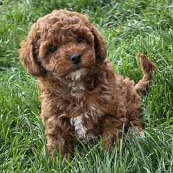 Jenny/Cavapoo									Puppy/Female	/8 Weeks,Watch out for this girl– she’ll have you wrapped around her little paw in a heartbeat! Playful as she is pretty, this baby doll loves to cuddle on your lap after a good day of fun in the sun! Jenny will do well one on one, with a couple, or in a family of any size, especially one looking for a sweet little pup who’s looking to love and be loved!