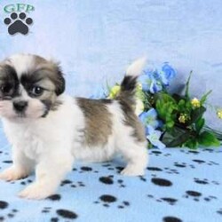 Bruiser/Shih Tzu									Puppy/Male	/10 Weeks,Meet Bruiser! This adorable Shih Tzu puppy is vet checked & up to date on shots & wormer. He can be registered with the ACA, plus comes with a health guarantee provided by the breeder! Bruiser is well socialized & currently being family raised with children, making him a perfect addition to your family home!