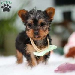 Trevor/Yorkie									Puppy/Male	/10 Weeks,Meet Trevor, the most darling little ACA Yorkshire Terrier you’ll ever encounter! With his soft, black & tan coat and twinkling eyes, she’s a picture of pure charm. He boasts a spunky yet sweet personality, he loves cozy snuggles as much as he does active play sessions. Yorkies are often described as loyal, intelligent and feisty dogs; despite their tiny size, they have big personalities and tend to steal the spotlight with their confident demeanor. He is the perfect blend of affection and sass, making his an irresistible companion for anyone lucky enough to welcome his into their home!