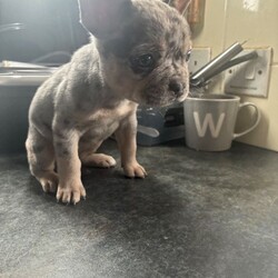 French Bulldog Female Puppy’s – Ready Now/French Bulldog/Female/Sex: Female,Healthy French Bulldog female puppy available. Born 5th Feb 2026, ready to leave 5th April.