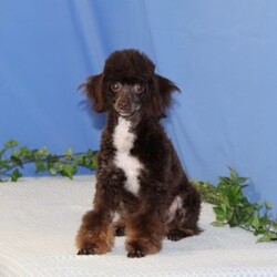 Almond Joy/Toy Poodle									Puppy/Male	/9 Weeks,Fudge, our little chocolate daddy weighs in at 7 lb. He is so adorable, always watchful, ready and waiting for playtime. He is so smart, he will miss nothing. Rosa, our mommy weighs in at 12 lbs. She is such a jewel — very smart and fun loving; and always ready for some play. These little ones are well socialized, playful and loving, just waiting to give you lots of joy! They are up to date on their vaccinations and dewormings and have been vet checked. Feel free to call with questions, or to set up a time to come visit them. Thanks,