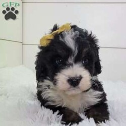 Britt/Bernedoodle									Puppy/Female	/8 Weeks,Britt is a sweet little girl looking for a summer playmate.She is very energetic and the funny one in the litter! Is up to date on all vaccinations and wormer .Parents have both been health tested and are clear Please feel free to call or text for more info.