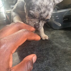 French Bulldog Female Puppy’s – Ready Now/French Bulldog/Female/Sex: Female,Healthy French Bulldog female puppy available. Born 5th Feb 2026, ready to leave 5th April.