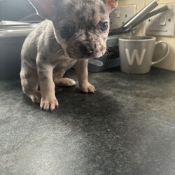 French Bulldog Female Puppy’s – Ready Now/French Bulldog/Female/Sex: Female,Healthy French Bulldog female puppy available. Born 5th Feb 2026, ready to leave 5th April.
