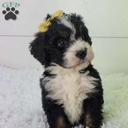 Britt/Bernedoodle									Puppy/Female	/8 Weeks,Britt is a sweet little girl looking for a summer playmate.She is very energetic and the funny one in the litter! Is up to date on all vaccinations and wormer .Parents have both been health tested and are clear Please feel free to call or text for more info.