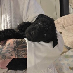 KC Reg Bedlington Terriers *reduced*/Bedlington Terrier/Female/Sex: Mixed Litter,*REDUCED *  KC Registered Bedlington Terrier Puppies – All Blue