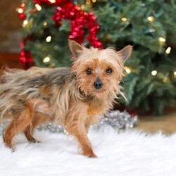 Trevor/Yorkie									Puppy/Male	/10 Weeks,Meet Trevor, the most darling little ACA Yorkshire Terrier you’ll ever encounter! With his soft, black & tan coat and twinkling eyes, she’s a picture of pure charm. He boasts a spunky yet sweet personality, he loves cozy snuggles as much as he does active play sessions. Yorkies are often described as loyal, intelligent and feisty dogs; despite their tiny size, they have big personalities and tend to steal the spotlight with their confident demeanor. He is the perfect blend of affection and sass, making his an irresistible companion for anyone lucky enough to welcome his into their home!