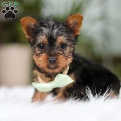 Trevor/Yorkie									Puppy/Male	/10 Weeks,Meet Trevor, the most darling little ACA Yorkshire Terrier you’ll ever encounter! With his soft, black & tan coat and twinkling eyes, she’s a picture of pure charm. He boasts a spunky yet sweet personality, he loves cozy snuggles as much as he does active play sessions. Yorkies are often described as loyal, intelligent and feisty dogs; despite their tiny size, they have big personalities and tend to steal the spotlight with their confident demeanor. He is the perfect blend of affection and sass, making his an irresistible companion for anyone lucky enough to welcome his into their home!