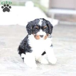 Navy/Cavapoo									Puppy/Female	/February 15th, 2026,Navy the Cavapoo, call, text or email to schedule a meet, she will grow to around 15 pounds with a beautiful non shed coat