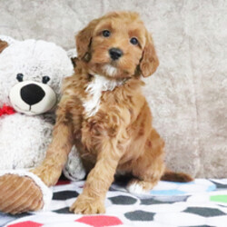 Derbie/Goldendoodle/Female/February 21, 2026