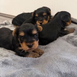 4 beautiful Yorkshire terrier puppy’s /Yorkshire Terrier/Female/Sex: Mixed Litter,My beautiful pet Lexi  , has had a beautiful litter of 4 Yorkshire terriers . ( 1 boy and 3 girls) born 24/03/26 ready to leave 26/05/26