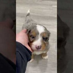 Niko/Mini Bernedoodle									Puppy/Male	/6 Weeks,Meet Niko! This sweet and adorable Mini Bernedoodle is looking for a forever family!