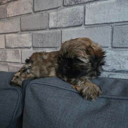 Adopt a dog:Puppies Shih Yzu/Shih Tzu/Female/Sex: Female,eautiful Shih Tzu puppies. 1 boy,2girl. Ready for their new home around May 15th. Puppies will be vaccinated and microchipped.