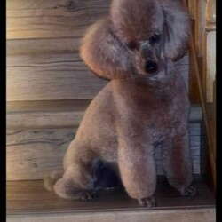Adopt a dog: miniature poodle puppies /Miniature Poodle/Female/Sex: Mixed Litter,Beautiful miniature poodle puppies ready for finding their forever home's.