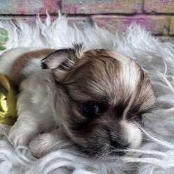 Adopt a dog:Long-haired Chihuahua girl /Chihuahua/Female/Sex: Female,Adorable long-haired Chihuahua girl looking for a loving home