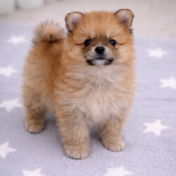 Teddy bears pomeranians 3 girls 2 boys/Pomeranian/Female/Sex: Mixed Litter,We are proud to present five beautiful Pomeranian puppies looking for their forever homes. These puppies are of excellent quality, with stunning fluffy coats, compact features, and adorable teddy-bear faces 