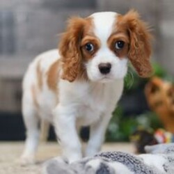Kade/Cavalier King Charles Spaniel/Female/January 25, 2026