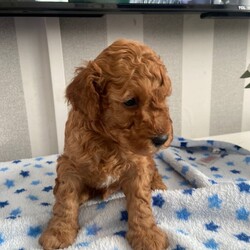 Adopt a dog:Cavapoochon Puppies  /Toy Poodle/Female/Sex: Male,Our beautiful girl Bella has given birth to 5 gorgeous red Cavapoochon puppies!