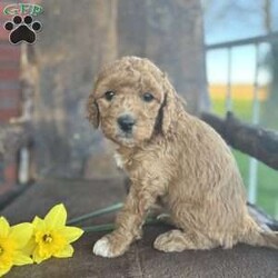 Freddie/Mini Goldendoodle									Puppy/Male	/7 Weeks,Meet Freddie, an amazing little ball of fluff! He is playful and loves people. He’s a miniature golden doodle with an expected weight of 30 pounds when full grown. He has been vet checked and vaccinated and we also give a 30 day health guarantee! His Mother is a family pet and is on site for you to meet! Contact Emily today with any questions or to schedule a meeting. 