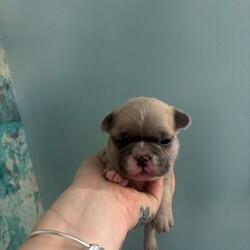 Beautiful French bulldogs/French Bulldog/Female/Sex: Mixed Litter,8 stunning Frenchie pups from our loving family home in Leicester. Mum and Dad are both here to meet—health, temperament and cuddles all top-notch.