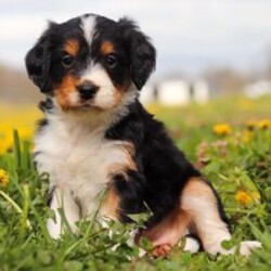 Adopt a dog:Hillary/Bernedoodle/Female/March 5, 2026,Hi, I'm Hillary! I'm a 6-week-old female Bernedoodle. My dad is a Poodle and my mom is a Bernese Mountain Dog. I have a beautiful black, tan & white coat, and I was born on March 5. I'll be ready to go home to my forever family after April 30, once I'm grown enough to leave my litter. My tail is ready to wag its way into your heart.