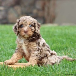 Isaac/Cavapoo									Puppy/Male	/8 Weeks,Isaac is a stunning Cavapoo puppy who will love playtime and cuddles with his forever family! This beautiful boy is socialized, family raised, and ready to meet you. Isaac has been seen by a vet and is up to date on shots and de-wormer. This sweetheart also comes home with a 30 day health guarantee as well as an extended genetic health guarantee, both provided by the breeder.