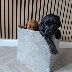 Cockapoo Puppy ( Last remaining pup from litter)/Cockapoo/Female/Sex: Female,F2 black female cockapoo puppy born 13/03/2026, Ready to leave 08/05/2026. 
