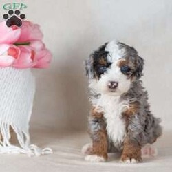 Lex/Mini Bernedoodle									Puppy/Male	/6 Weeks,Say hello to Lex — one of the most captivating girls in the Paw Tale Puppies family. Lex is a mini bernedoodle merle with a coat that turns heads and a personality that captures hearts. Her merle patterning splashes across her fluffy, wavy fur in a mesmerizing blend of warm and cool tones, creating a look that’s both wild and wonderfully soft. She has an expressive face, bright curious eyes, and an unmistakable presence that makes her stand out even in a litter full of beautiful puppies.