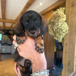 Wired Haired Dachshund puppies/Dachshund/Female/Sex: Mixed Litter,Our lovely Dinty has had 6 gorgeous puppies! 4 boys and 2 girls. They are being raised in a busy loving home with a heated floor, and are used to being handled with lots of cuddles!. Mum and Dad are both wired, they are beautifully marked and are now becoming lovely little characters, 
