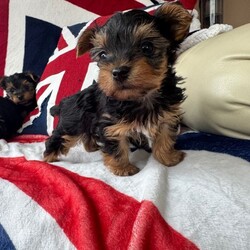 Adopt a dog:Miniature Yorkshire Terrier puppies/Yorkshire Terrier/Female/Sex: Male,Our beautiful litter of Miniature Yorkshire Terrier puppies are now ready to find their loving forever homes.