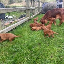 Adopt a dog:Irish Setter Pups /Irish Setter/Female/Sex: Mixed Litter,Eight pups (six dogs and two bitches), Kennel club registered, working strain with Ballydavid / Hunshigo breeding.  Ready for sale at the end of April. Sire and Dam available to see with the pups.