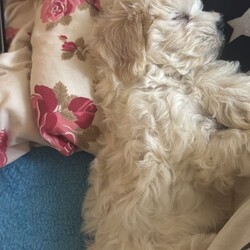 Adopt a dog:2 Male Bichon Frise Puppies for Sale  /Bichon Frise/Female/Sex: Male,We have two beautiful male Bichon Frise puppies looking for their forever homes. They are friendly, playful, and very affectionate, raised in a loving family environment and used to everyday household noises.