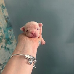 Beautiful French bulldogs/French Bulldog/Female/Sex: Mixed Litter,8 stunning Frenchie pups from our loving family home in Leicester. Mum and Dad are both here to meet—health, temperament and cuddles all top-notch.