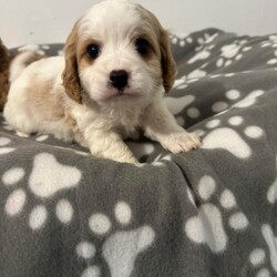 Adopt a dog:F1 cavapoo puppies/Cavapoo/Female/Sex: Mixed Litter,Beautiful litter of f1 cavapoos, 4 boys and 1 girl, been brought up in our family home around our 3 young children, mum is our cavalier and she's an amazing mum to her pups,  the pups have been micro chipped and also flea and wormed up to date. We are looking for 5* homes only for them,  there is a £200 non refundable deposit required to secure a puppy. They are ready to leave now.