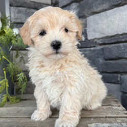 Andy/Maltipoo/Female/February 22, 2026