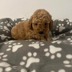 Adopt a dog:F1 cavapoo puppies/Cavapoo/Female/Sex: Mixed Litter,Beautiful litter of f1 cavapoos, 4 boys and 1 girl, been brought up in our family home around our 3 young children, mum is our cavalier and she's an amazing mum to her pups,  the pups have been micro chipped and also flea and wormed up to date. We are looking for 5* homes only for them,  there is a £200 non refundable deposit required to secure a puppy. They are ready to leave now.