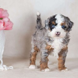 Lex/Mini Bernedoodle									Puppy/Male	/6 Weeks