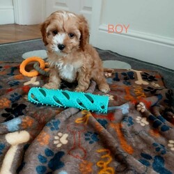 Health tested Toy  Cavapoo puppys /Cavapoo/Female/Sex: Mixed Litter,Lilly our beautiful girl deliver a stunning litter of cavapoo's 