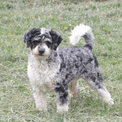 Kit/Cavapoo									Puppy/Male	/March 1st, 2026,Kit is a sweetheart raised on the kind of love and care that a puppy needs for a great start in life! He also enjoys a special diet for optimal health. Call, text or email to schedule you meet with this sweet boy! (we also offer facetime meetings)