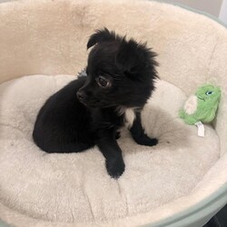 Adopt a dog:Gone to his forever home/Chihuahua/Female/Sex: Male,Adorable black long-haired Chihuahua puppy looking for his forever home.