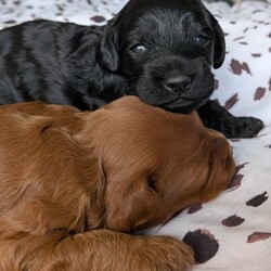 Cockapoo Puppy ( Last remaining pup from litter)/Cockapoo/Female/Sex: Female,F2 black female cockapoo puppy born 13/03/2026, Ready to leave 08/05/2026. 