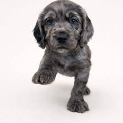 Cocker spaniels /Cocker Spaniel/Female/Sex: Mixed Litter,We have a lovely litter of Cocker Spaniel puppies looking for their forever homes. They are full of energy, very affectionate, and great for families .